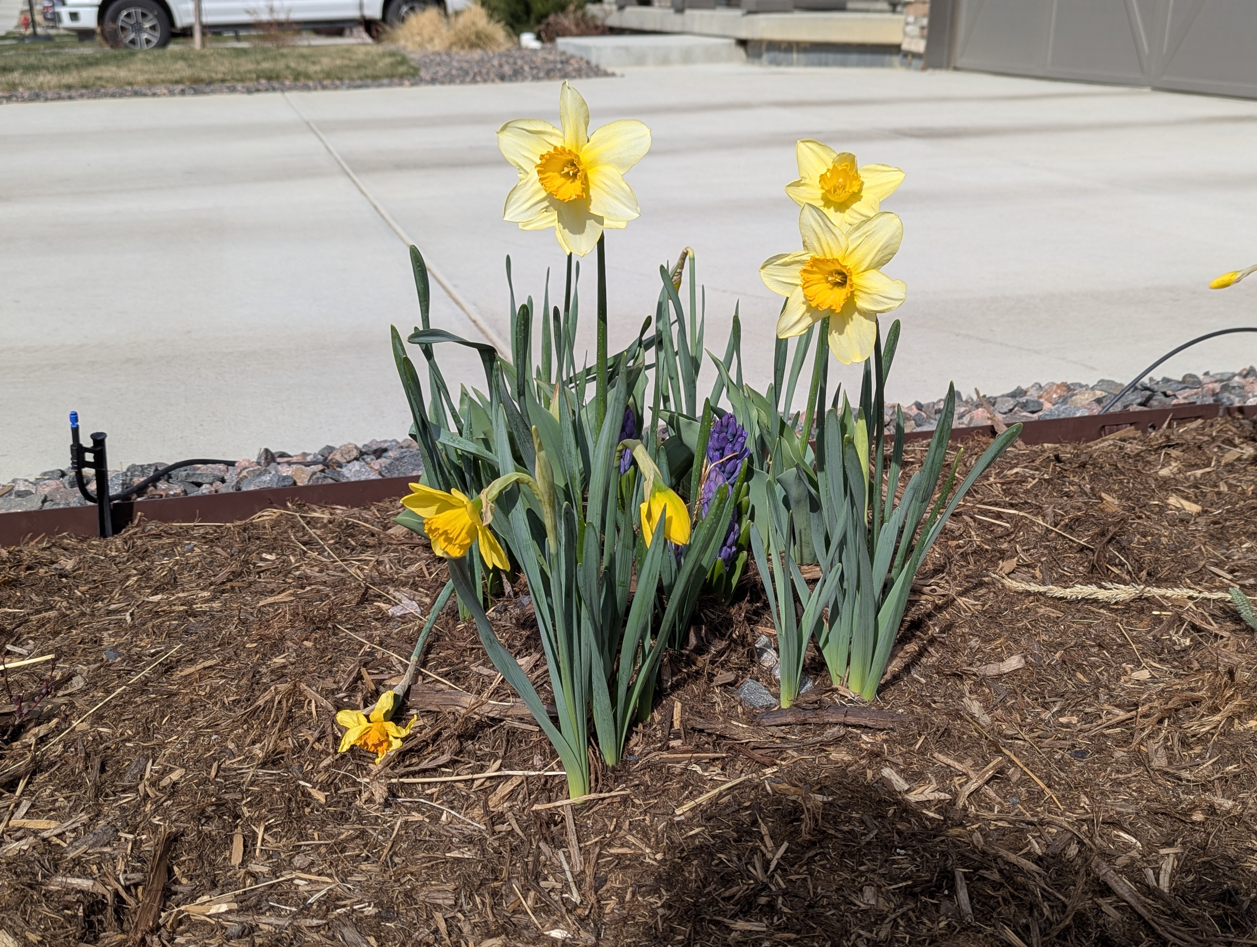 Daffodils, Morrison, Colorado